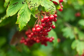 Red viburnum branch in the garden. Viburnum viburnum opulus berries and leaves outdoor in autumn fall.
