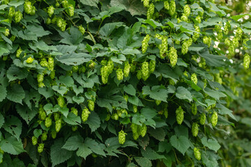 Green fresh hop cones for making beer and bread closeup , blue toned, agricultural background,