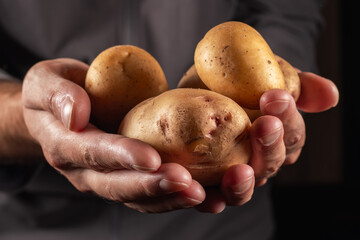 Hands holding harvested potatoes close up