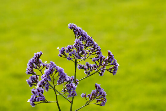 Detail of local purple flower (Siempreviva Azul, Limonium Sventenii) over green background in Gran Canaria, Spain