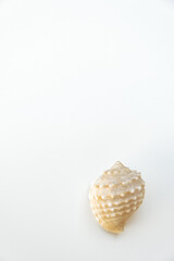 Small sea shells, on a white background. Summer and vacation design elements, top view, flat lay.