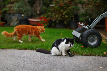 the multi-colored cat on hunting in has caught a bird © Olga