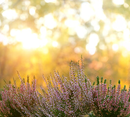Heather flowers close up in autumn garden, natural abstract sunny background. blooming pink-purple heather plant. autumn season. elegant gentle artistic image. template for design