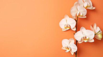 orchids with solid color background and epmty copy Space