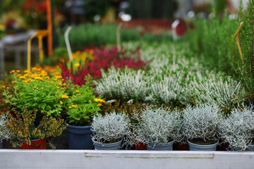 Decorative potted plants are for sale. Garden store with flowers. Seedlings in containers in local market. Flowers delivery for decoration.