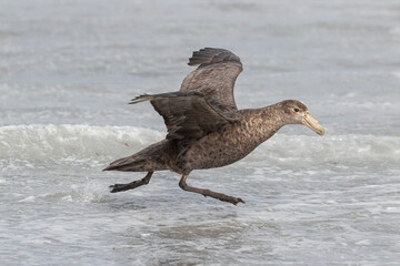 Southern Giant Petrel take off run
