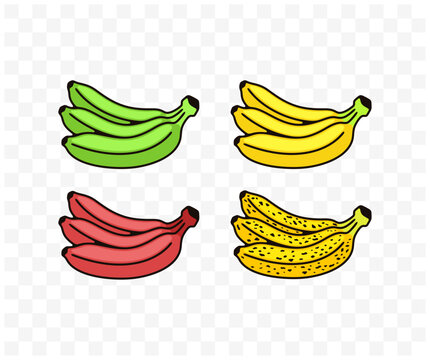 Bunch of bananas, green, yellow, red, spotted or spoiling, colored graphic design. Fruit, fruity, food, meal, nourishment and nature, vector design and illustration
