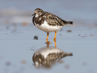 Turnstone and reflection on a wet sandy beach