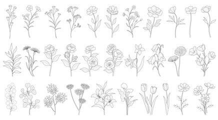 Vector Floral Drawing Set Isolated On A White Background.