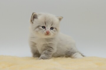 Neva masquerade kitten on a white background