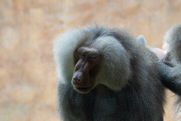 Close up of Hamadryas baboon (Papio hamadryas)