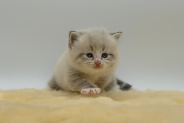 Neva masquerade kitten on a white background