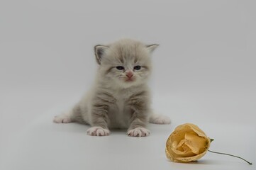 Neva masquerade kitten on a white background