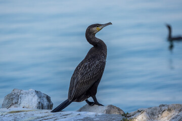 Cormorant resting on a rock on Lake Garda, Italy