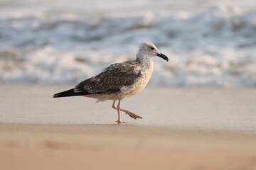 Fototapeta na wymiar Seagull on the beach. Bird background. White bird.