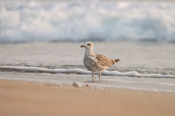 Seagull on the beach. Bird background. White bird.