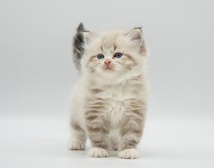Neva masquerade kitten on a white background