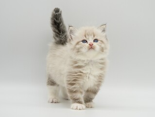 Neva masquerade kitten on a white background