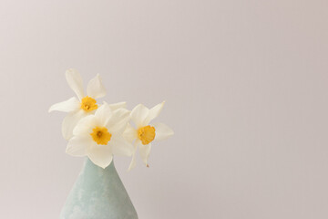 Vase with bouquet of white daffodil flowers in front of gray background. Copy space.