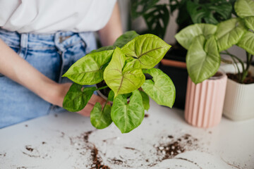 Woman repotting syngonium houseplant into transparent container. Hands adding up fresh soil in pot....