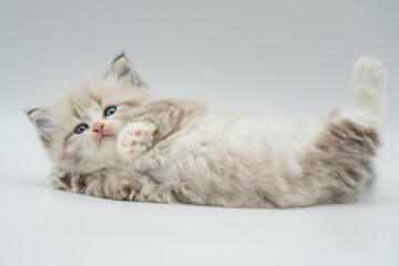 Neva masquerade kitten on a white background