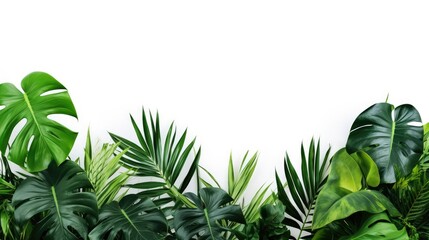 Obraz premium green leaves of the bush monster palm Rubber factory. Pine trees. Bird's nest ferns. Indoor flower arrangements. Nature park. Isolated background on white background.