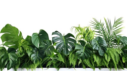 green leaves of the bush monster palm Rubber factory. Pine trees. Bird's nest ferns. Indoor flower arrangements. Nature park. Isolated background on white background. - Powered by Adobe