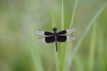 Dragonflies found in the forest.