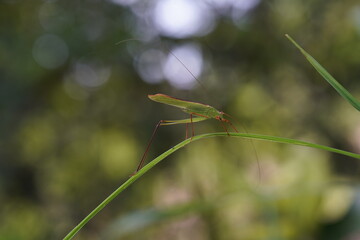 Tettigoniidae found in forests and grasslands.