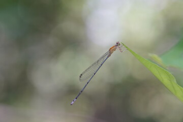 Dragonflies found in the forest.
