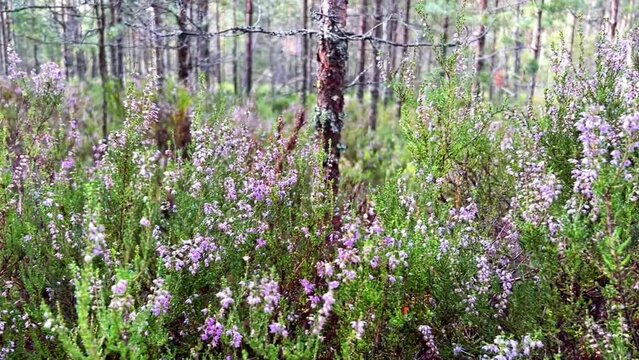 heather flowers in northern pine forest. Pink blossoms of brere. Slow motion video