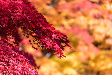 清川陣屋の紅葉