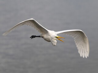 egret in flight