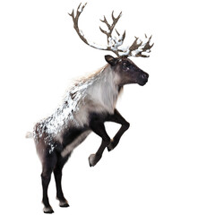 A 3d rendered illustration of reindeer with snow on its body. It is lifting its legs up in the air