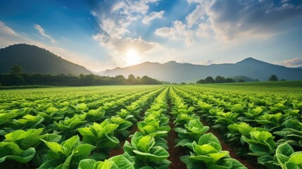 A tobacco farmer stands in the middle of a tobacco field.