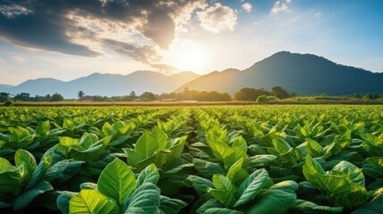 A tobacco farmer stands in the middle of a tobacco field. - obrazy, fototapety, plakaty