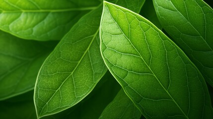 Green leaf texture, Generative AI