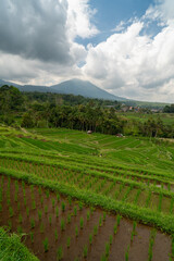 Fototapeta na wymiar Rizières en terrasses de Jatiluwih, à Bali