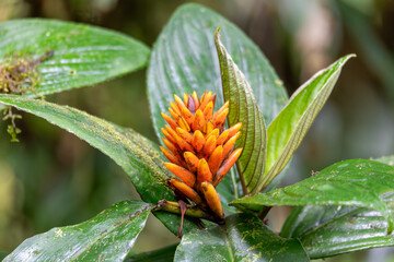 Renealmia cernua, Renealmia is a plant genus in the family Zingiberaceae. Its members are native to...