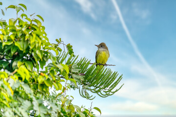 Tropical kingbird (Tyrannus melancholicus) is a large tyrant flycatcher bird. Quepos, Manuel...