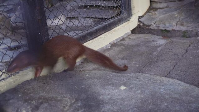 Paradoxurus hermaphroditus little fox on the cage mini zoo. The footage is suitable to use for nature animal background content media and zoo advertising.