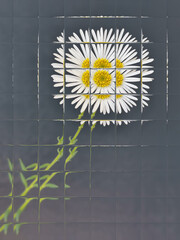 traditional daisy and stem white and yellow gold center on a plain grey background with patterned glass distortion