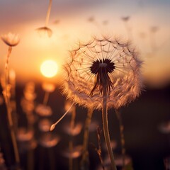 Dandelion seeds on the background of the setting sun. Soft focus.