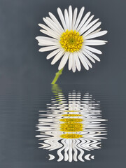 traditional daisy and stem white and yellow gold center on a plain grey background