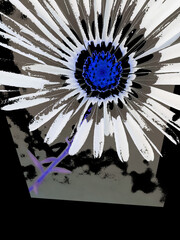 traditional daisy and stem white and blue center on a plain grey background 3D exploding