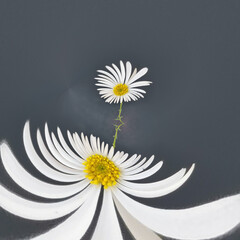 traditional daisy and stem white and yellow gold center on a plain grey background cyclone style