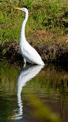 Reflecting Egret
