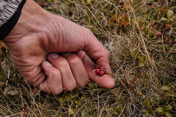 Ripe lingonberry berries
person plucks ripe lingonberry berries from a bush