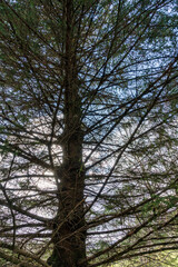 Coniferous tree with few needles in the backlight