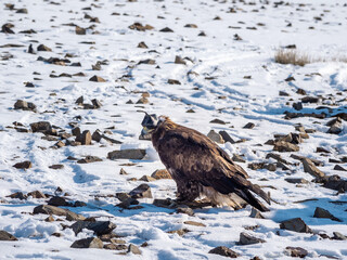 Golden eagle in the snow. Hunting golden eagle in a leather hat. Hunting with eagle. Portrait of a bird with a head covering. Copy space.